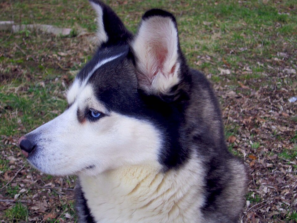 Siberian Husky