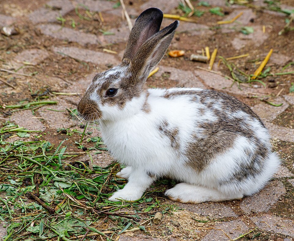 Pet rabbit outdoors