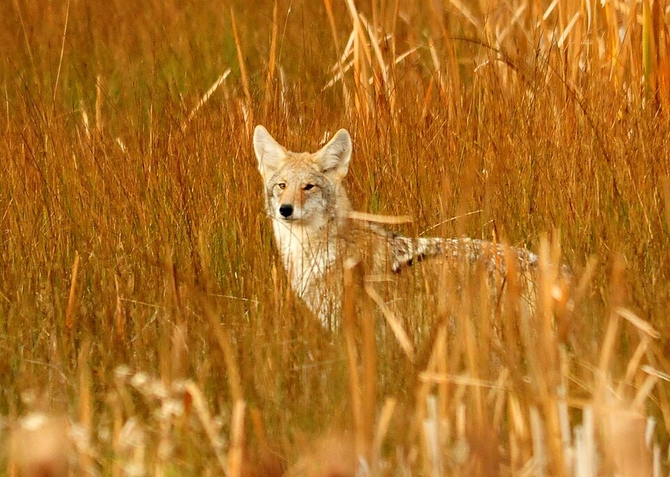 Coyote hunting in tall grass