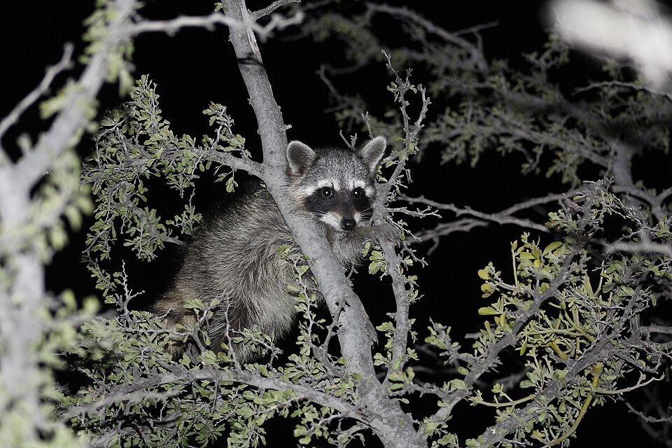 Raccoon in a tree at night