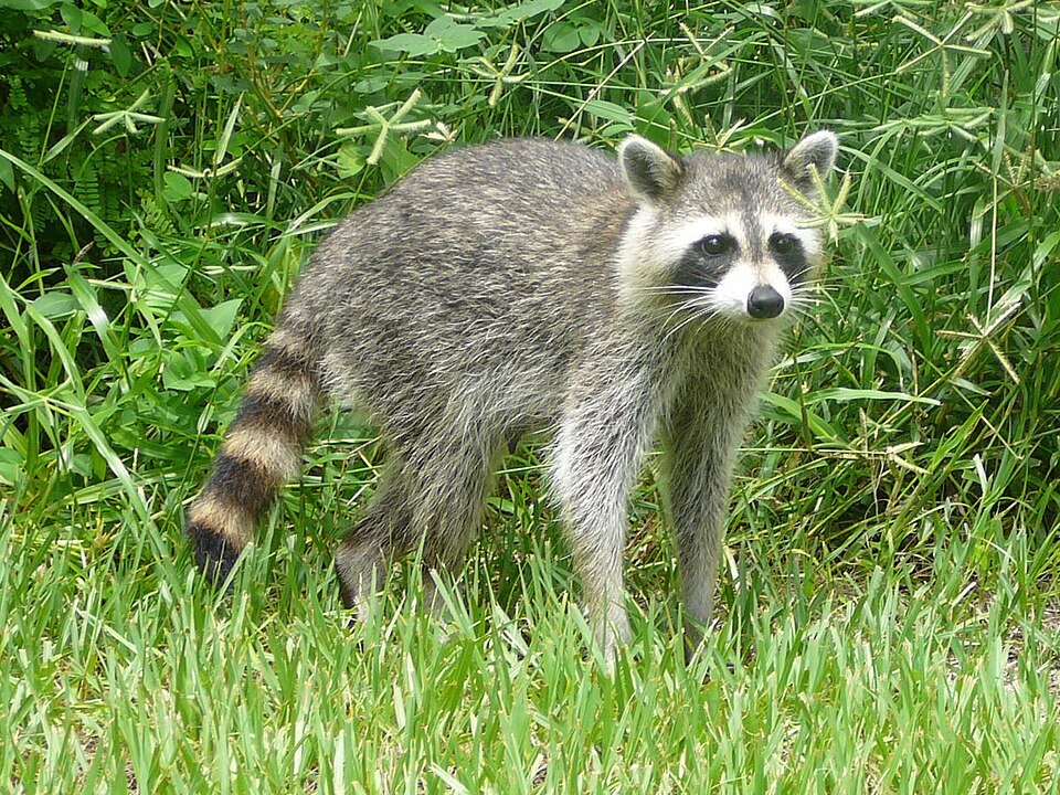 Raccoon in grass
