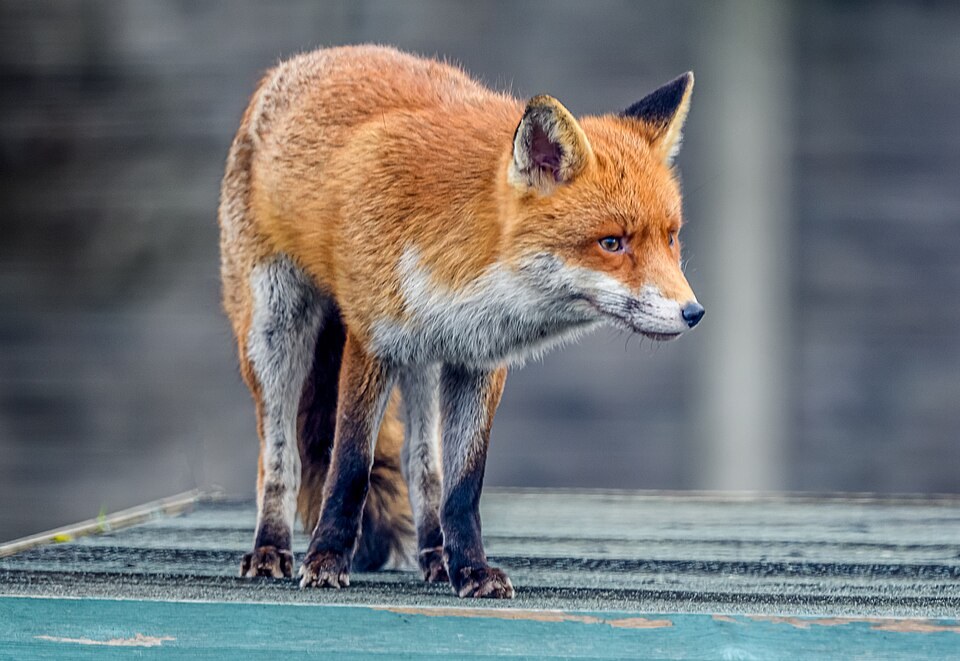 Red fox in a garden