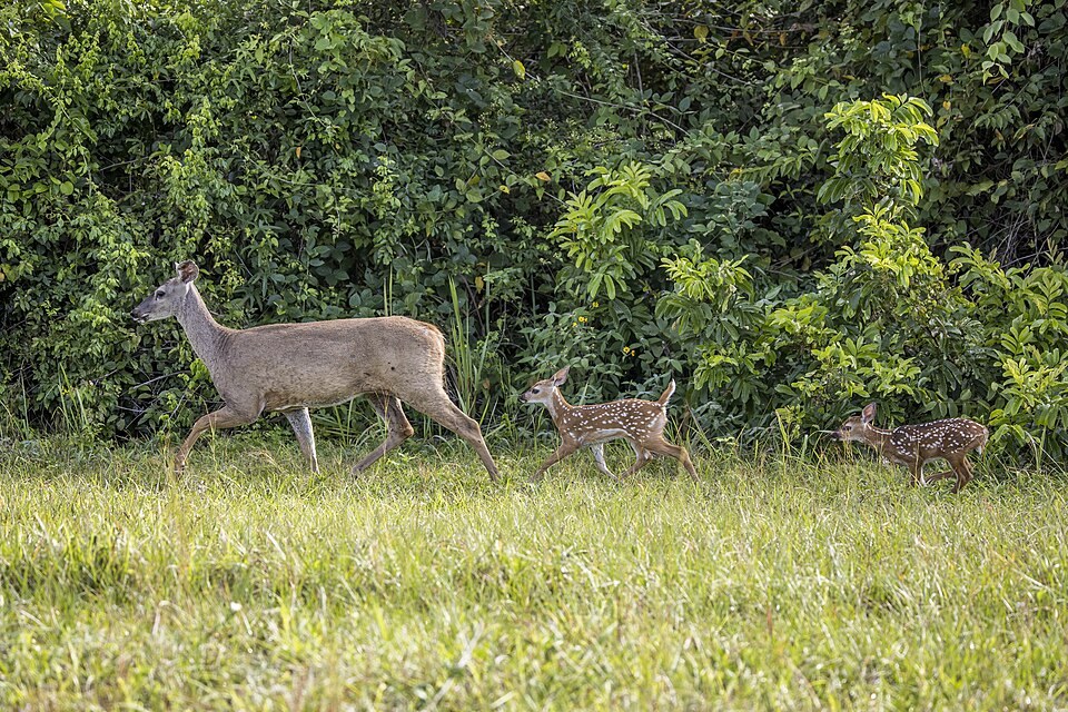 White-tailed deer and fawns grazing