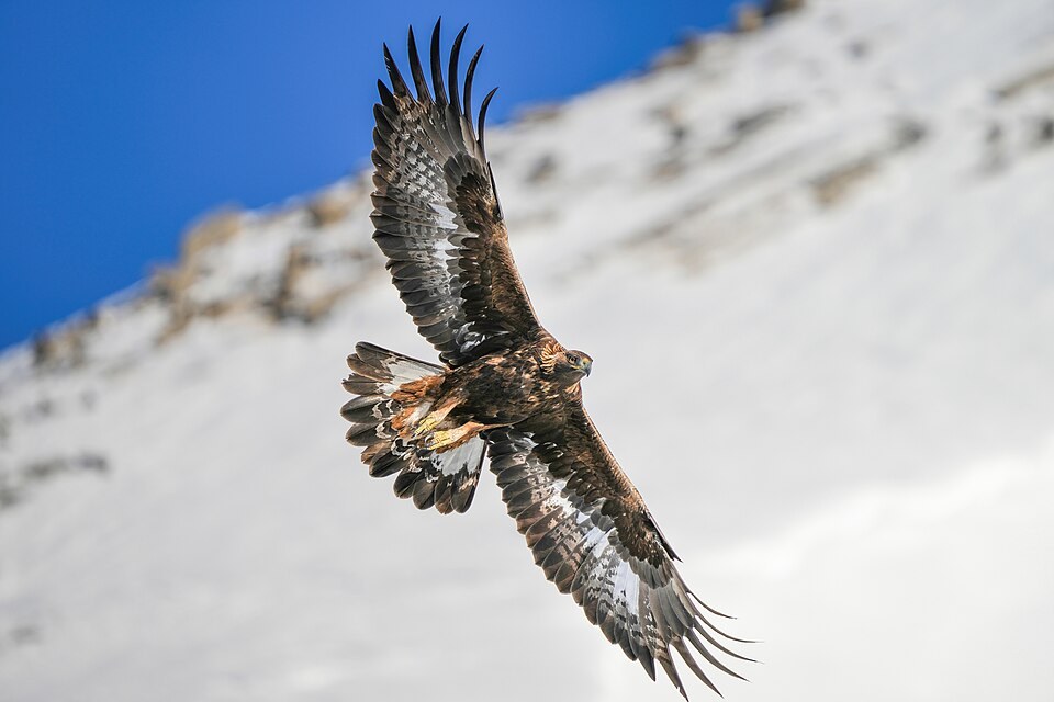 Golden eagle in flight