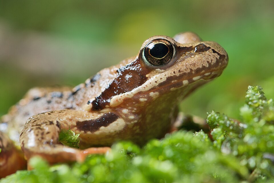 Common frog