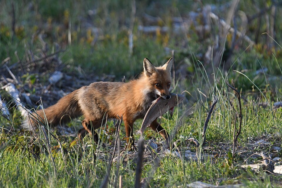 Red fox carrying prey