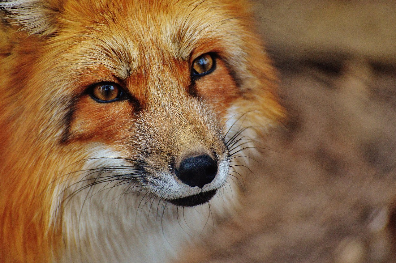 Red fox with amber eyes