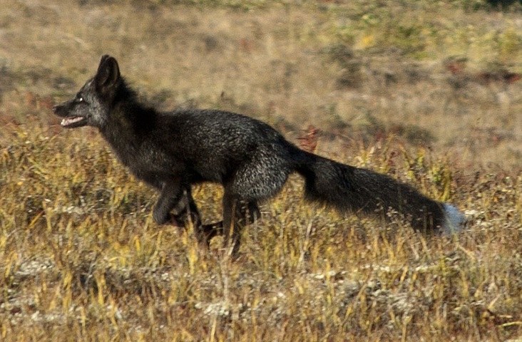 Silver fox, a dark color phase of the red fox