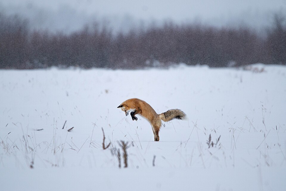 Red fox pouncing on prey in snow