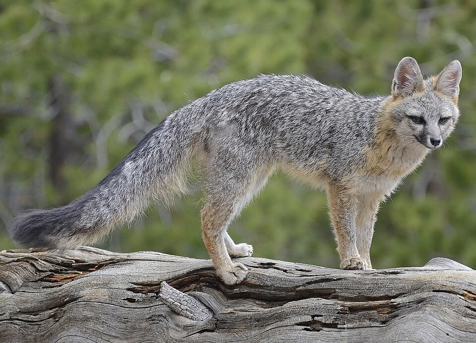 Gray fox standing on a log