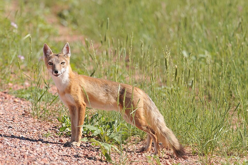 Swift fox on the prairie