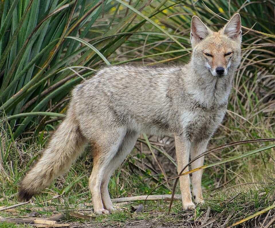 Pampas fox in Uruguay