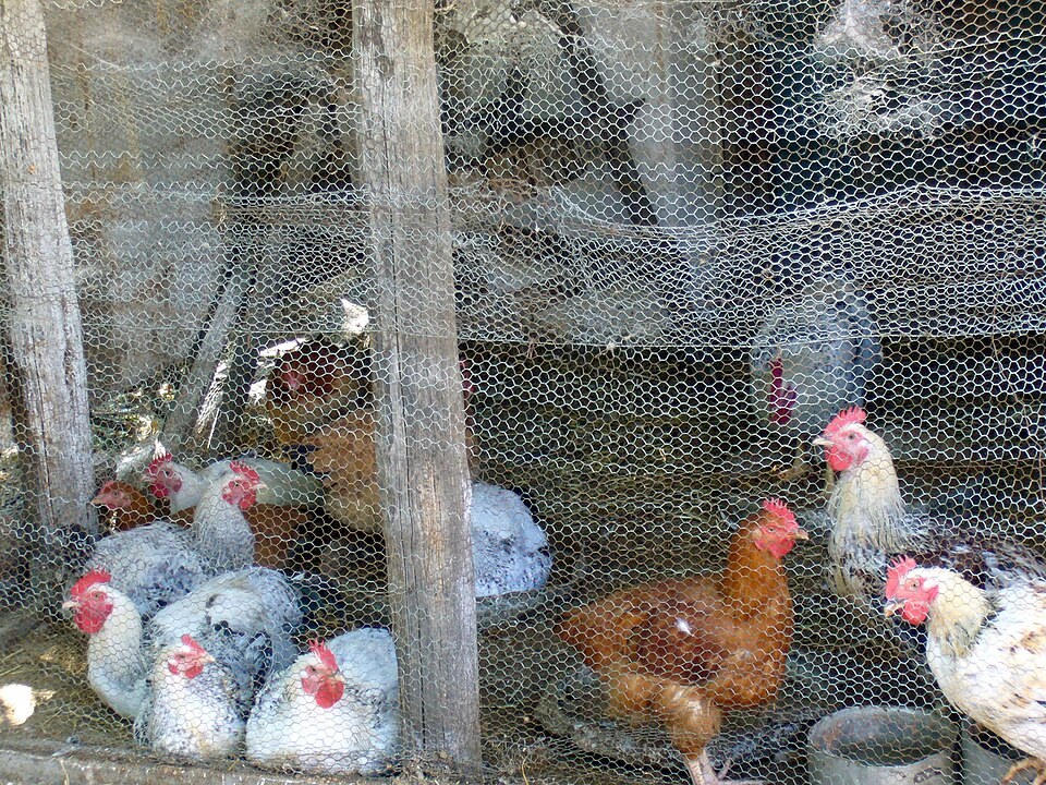 Hens in a wire coop