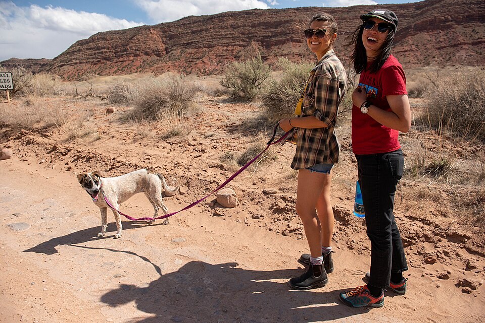 Dog walked on a leash