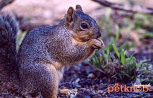 Foxes Eat Dead Squirrel
