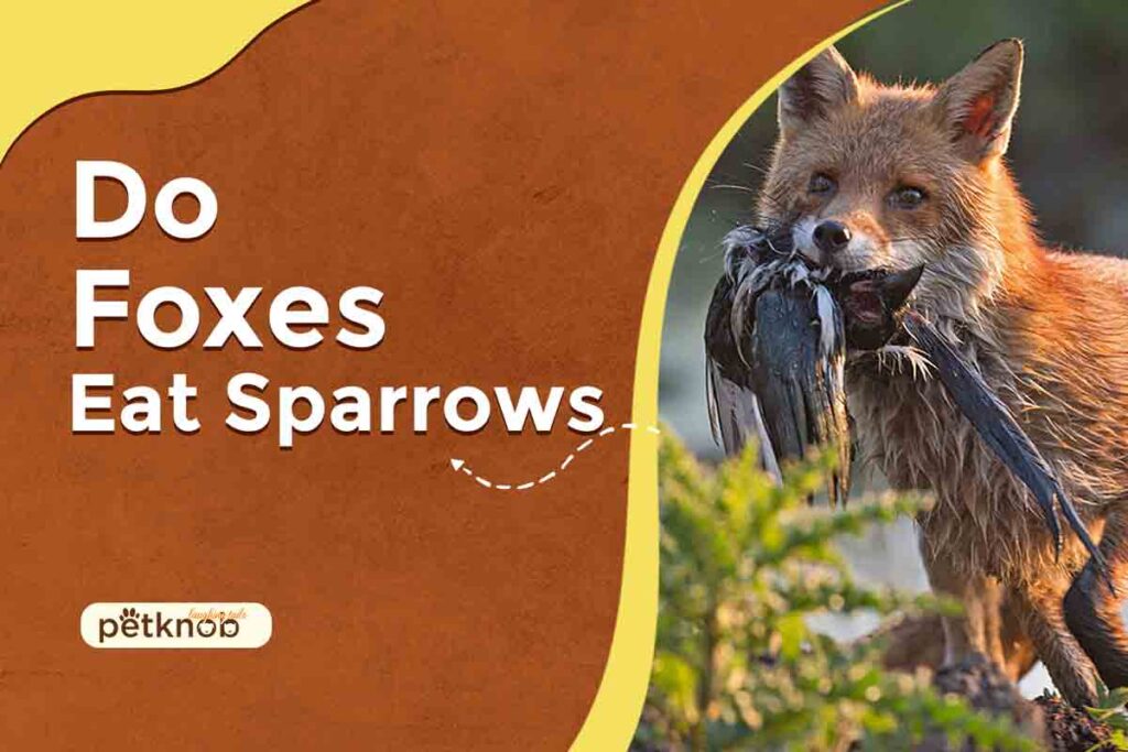 do fox eat sparrows