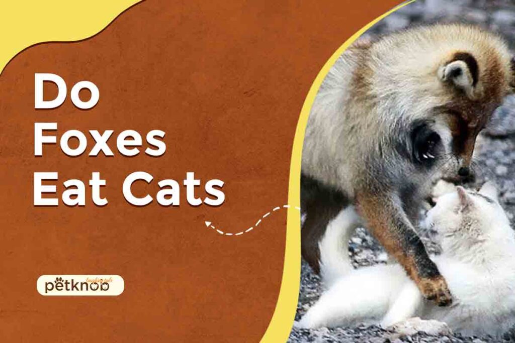 do foxes eat cats
