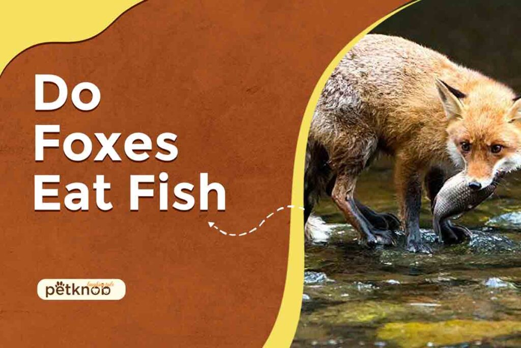 do foxes eat fish