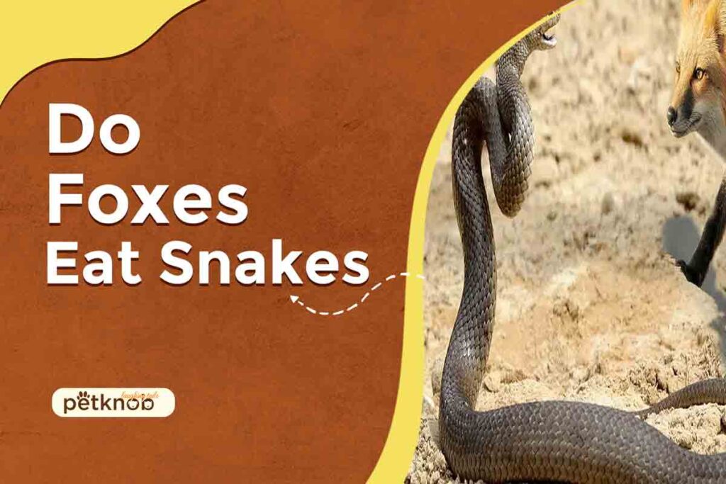 do foxes eat snakes