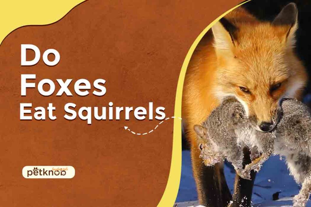 do foxes eat squirrels
