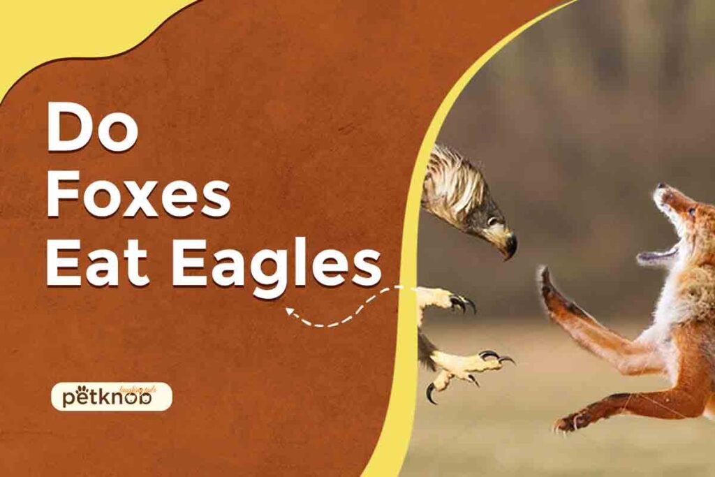 do foxes eat eagles