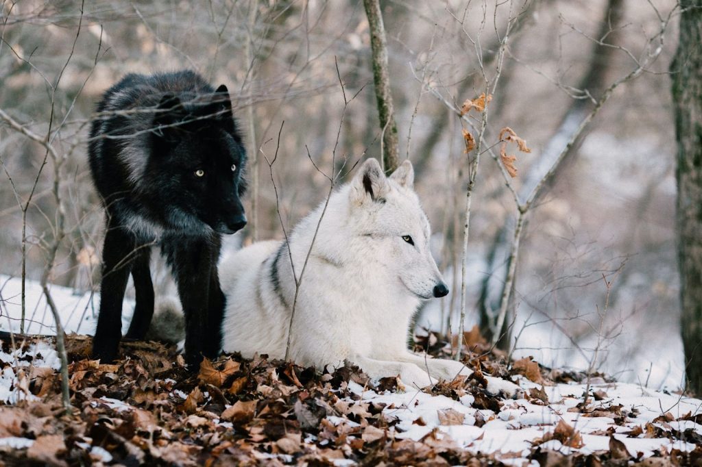 a wolf couple - featured image