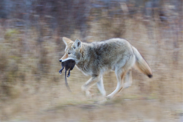 a coyote running away with its prey - featured image
