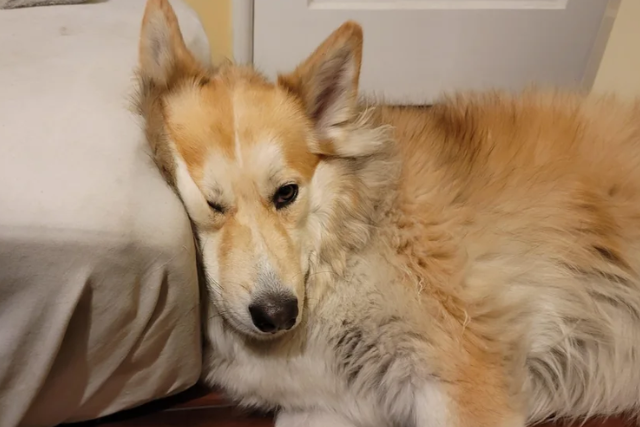 a coyote husky mix - featured image