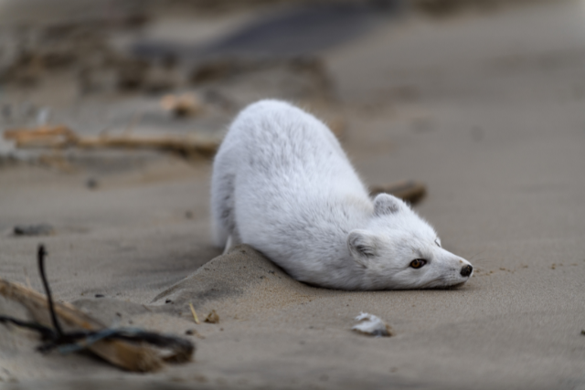 injured arctic fox
