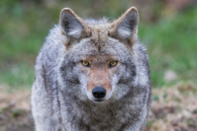 a big coyote
