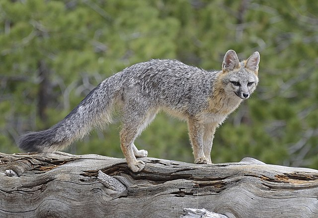 gray fox