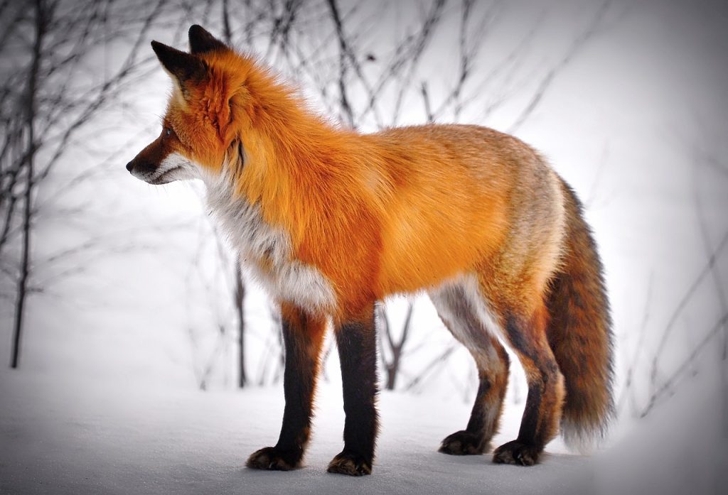 fox on winter snow - featured image